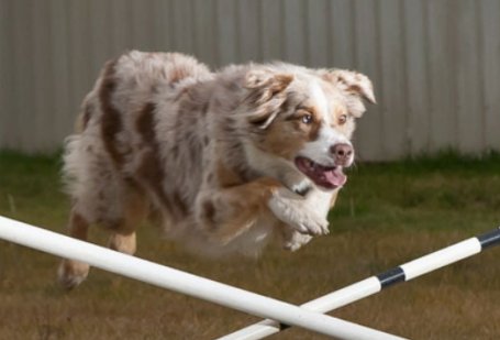 Agility Dog Training